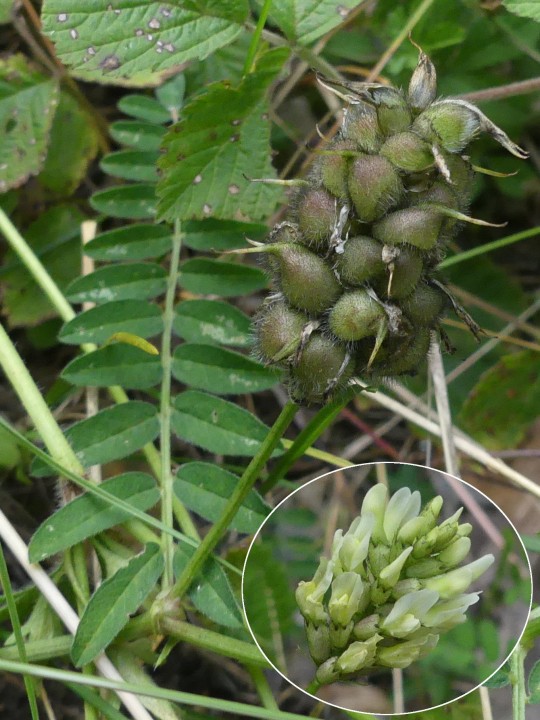 FontaineLePuits_2021-07-12_038_DR2_M1.JPG