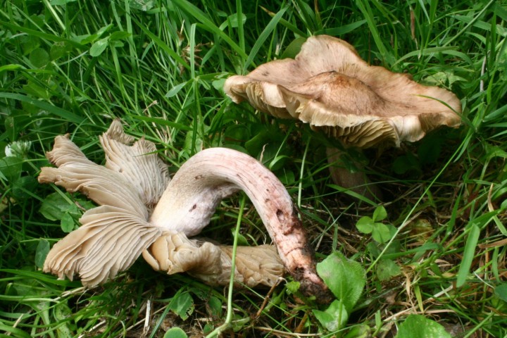 Inocybe 9796.JPG