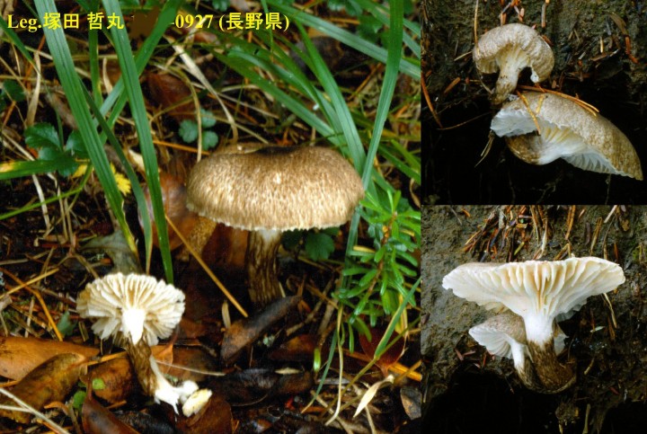0927 Tsukada (ab)-redim3300.jpg