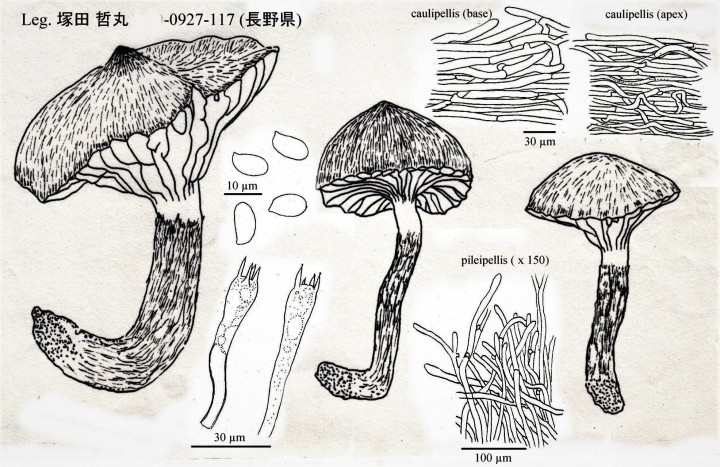 Hygrophorus sp_0927 Tsukada dessin (ab).jpg