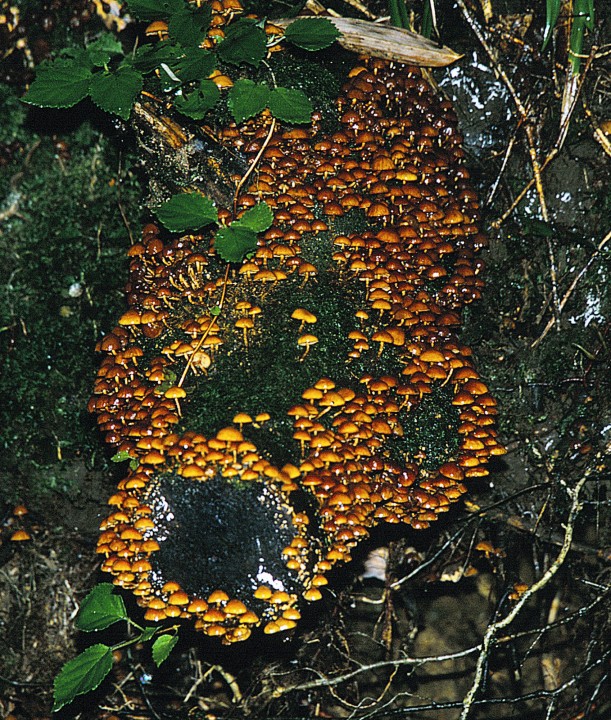 Kuehneromyces mutabilis_2001_0817 (5).jpg