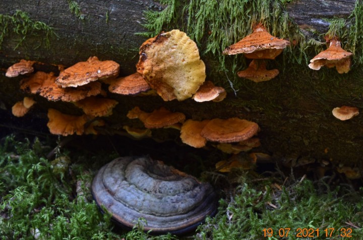 DSC_1977.JPG