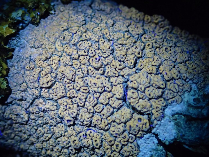 Pertusaria hymenea [18] [2017-04-30] UV+ orange (7).JPG