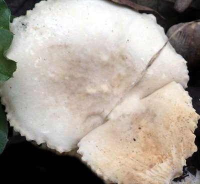 Lactarius ruginosus US4.jpg