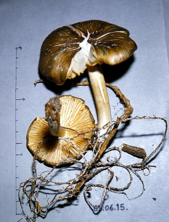 Megacollybia platyphylla 1985_0001.jpg