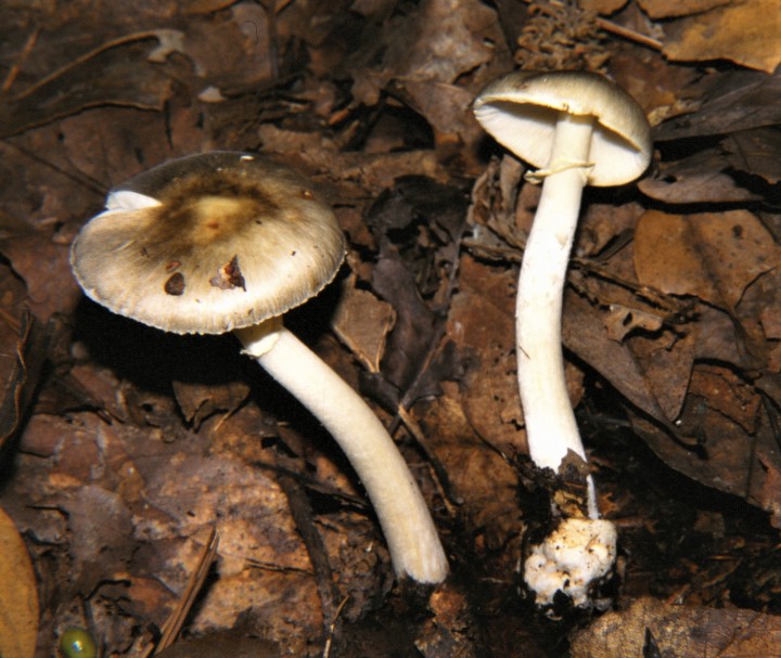 Amanita (1).jpg