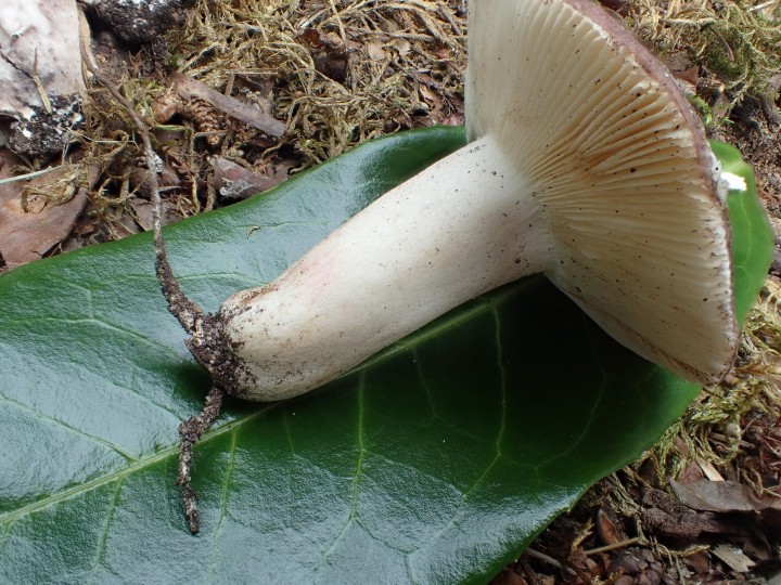 P7094451.JPG