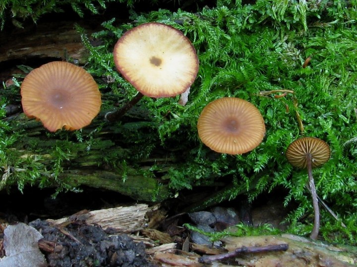 Galerina.jpg
