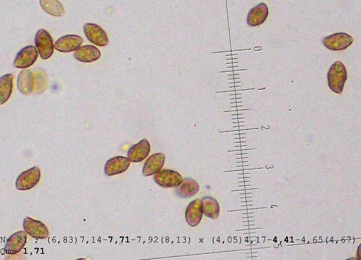 spores.jpg