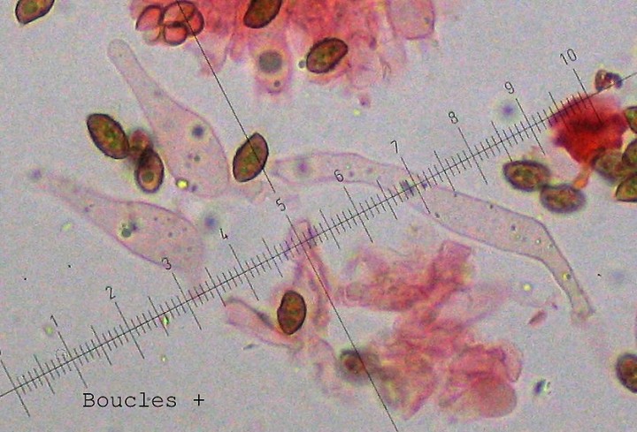 boucles.jpg