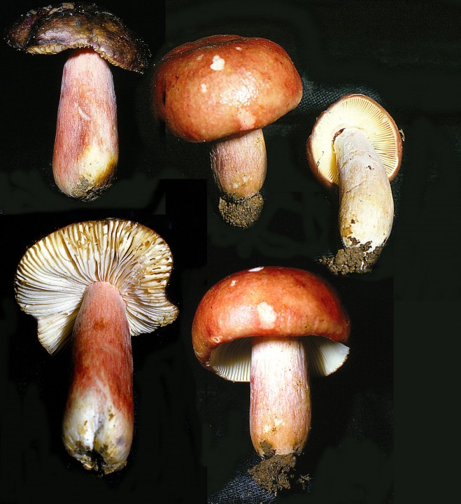 Russula  100.jpg