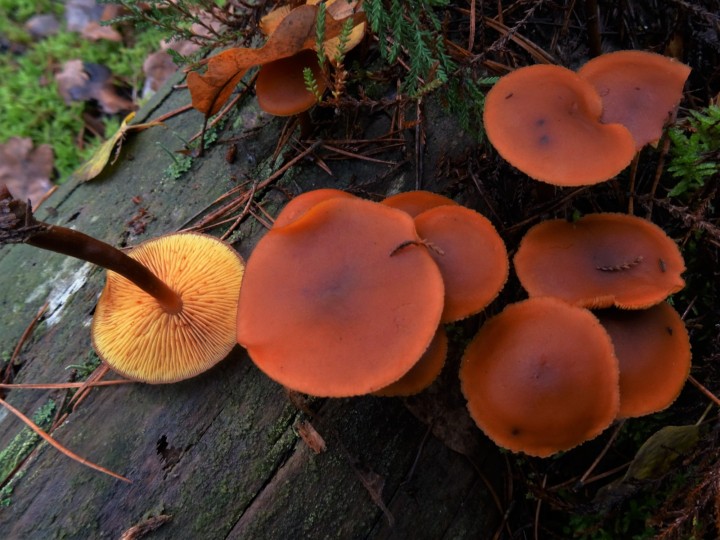 GYMNOPILUS LIQUIRITIAE (2).JPG