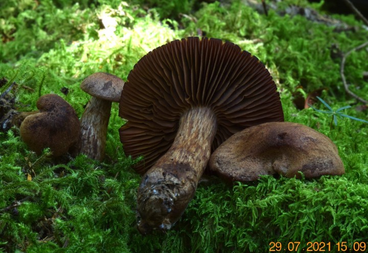 DSC_2056.JPG