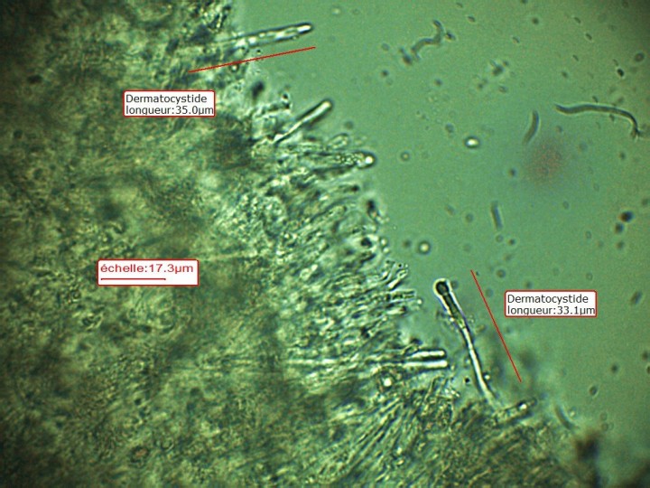 Dermato SV x1000 oil M2.jpg