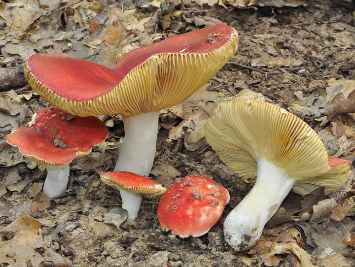 Russula_pseudointegra_Chancy_2019.jpg