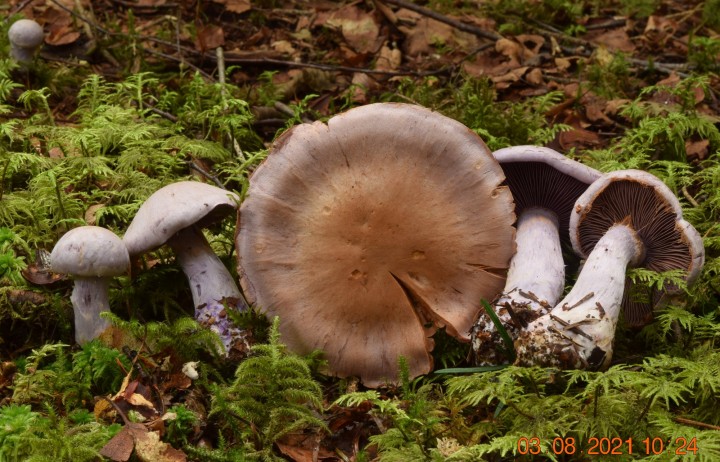 DSC_2090.JPG