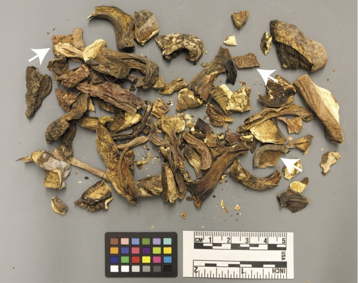 Un échantillon révélant des champignons à lames (flèches) qui devrait contenir uniquement des bolets.