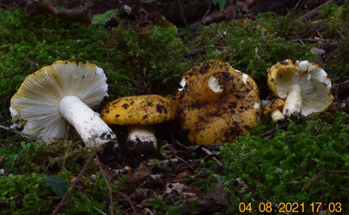 DSC_2095.JPG