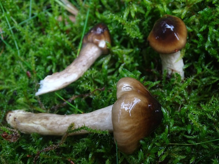 DSC01633b.JPG