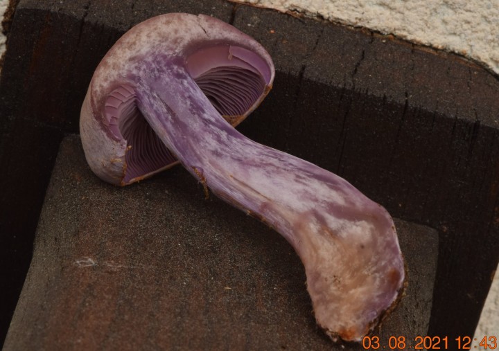 DSC_2093.JPG