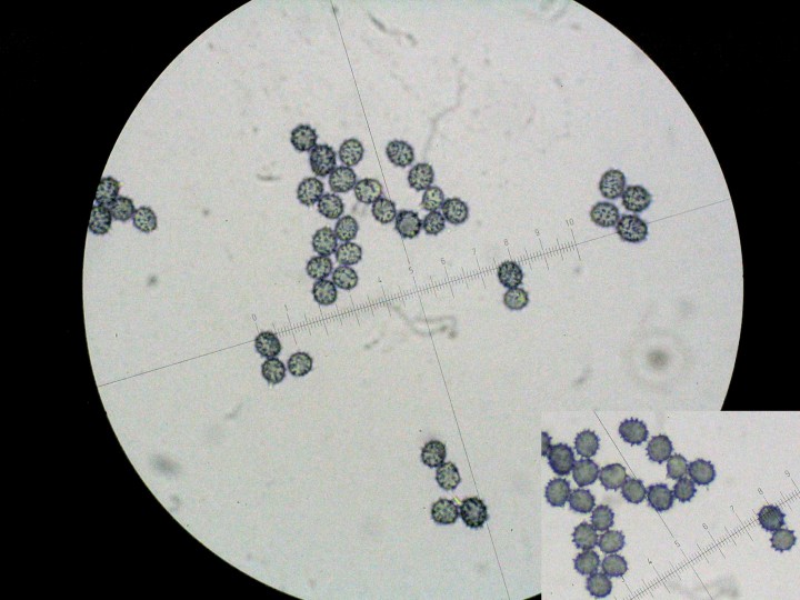 spores syvestris.jpg