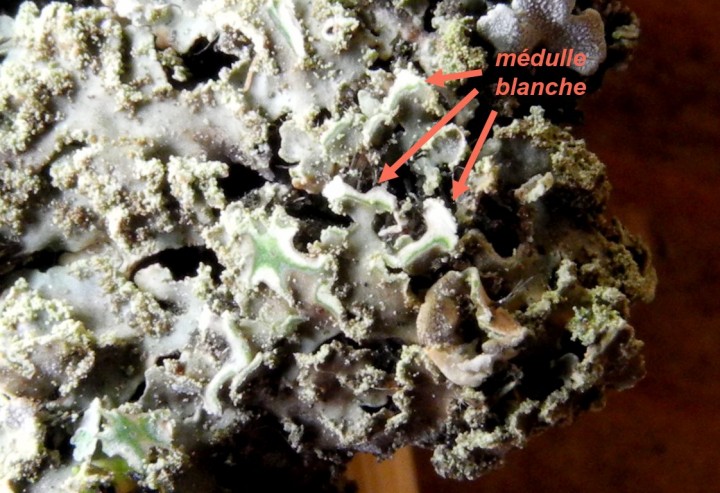 médulle franchement blanche.jpg