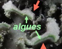 algues.jpg