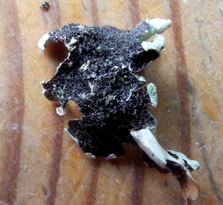 hypotrachyna dessous.jpg