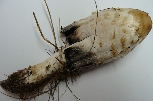 Coprinus comatus1.jpg