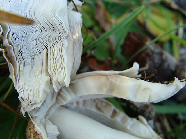 Coprinus comatus2.jpg