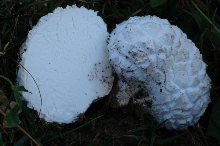 DSCF2015.JPG