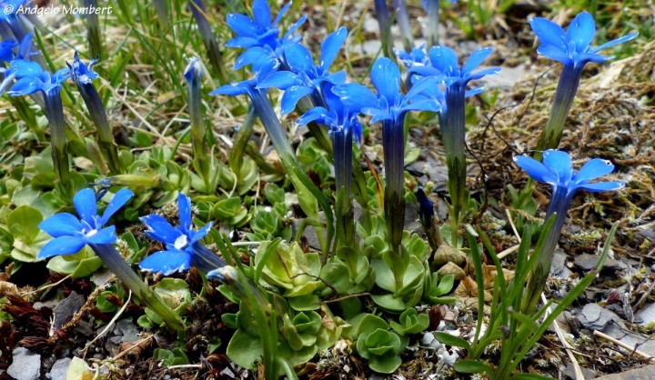 Gentiana brachyphylla (27-07-21) (2).jpg