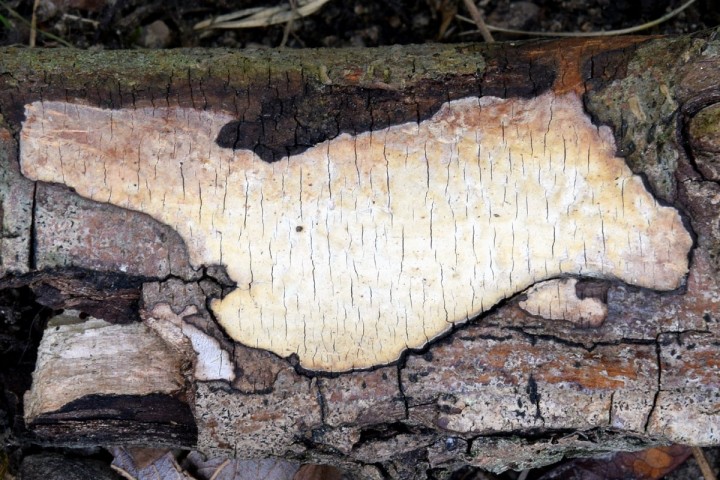 DSC_1700.jpg