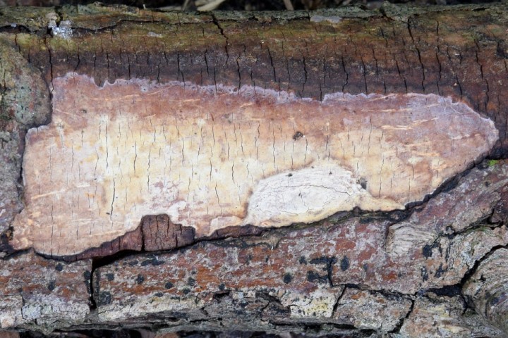 DSC_1701.jpg