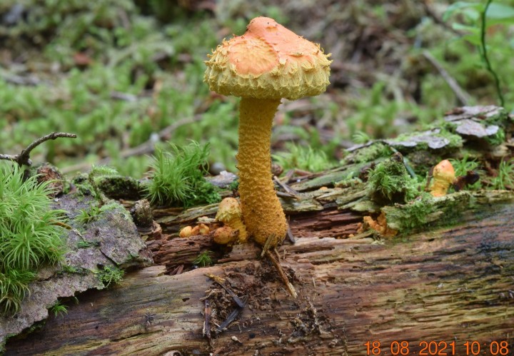 DSC_2135.JPG
