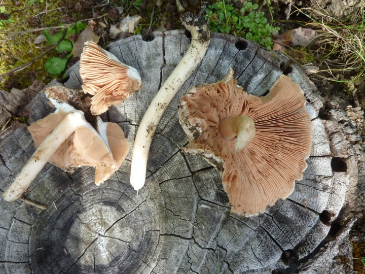 P1110683.JPG