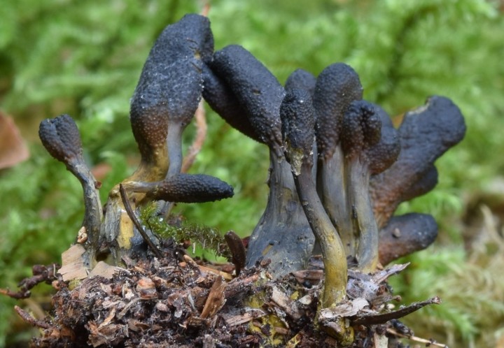 DSC_2138 - Copie.JPG