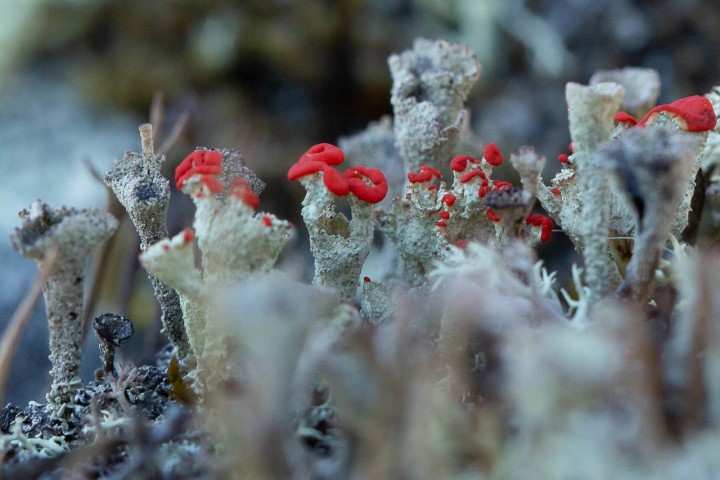lichen-4.jpg