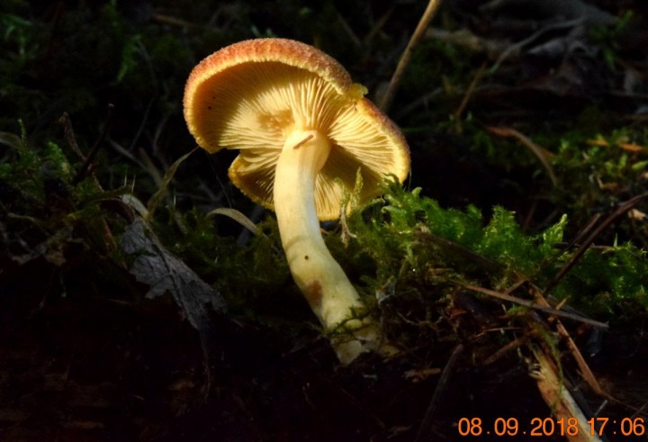 DSC_0524_01.JPG