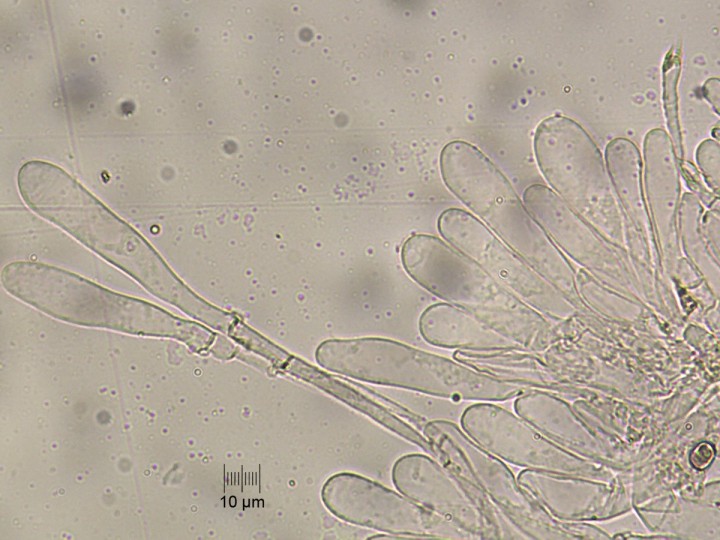 caulo_H_x400.jpg
