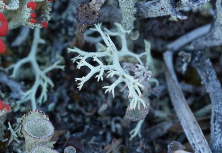 cladonia-2.jpg
