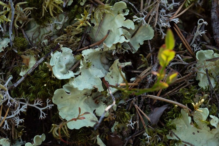 Lichen 2.jpg