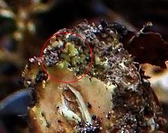 mycelium.JPG