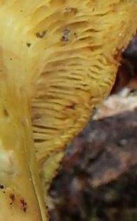 lamelloide.JPG