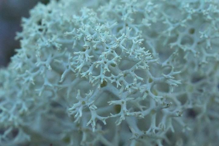 Lichen-3.jpg