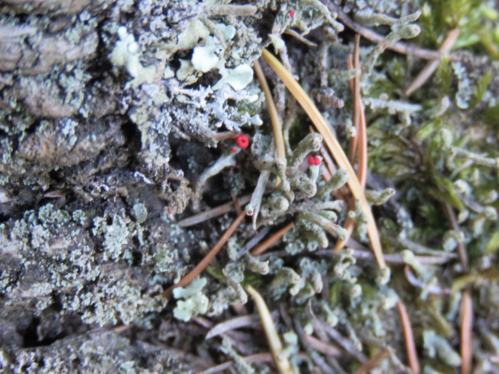 IMG_7368.JPG