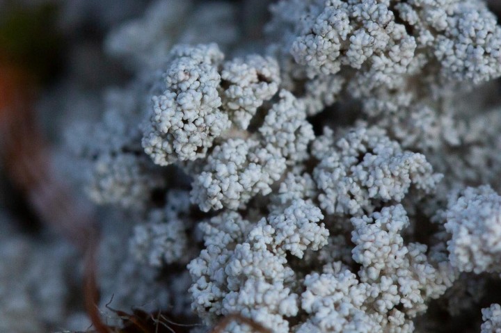 Lichen-2.jpg