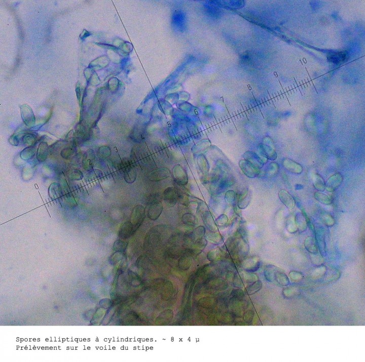 spores.jpg