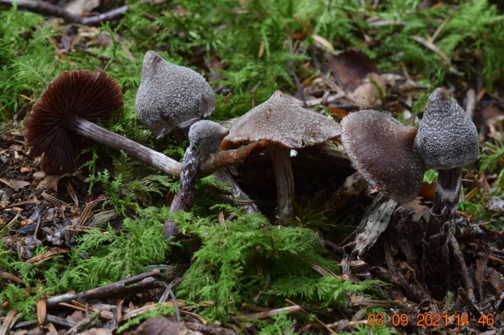 DSC_2183.JPG