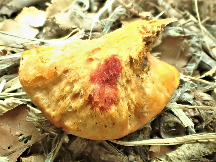 KOH Cuticule.JPG